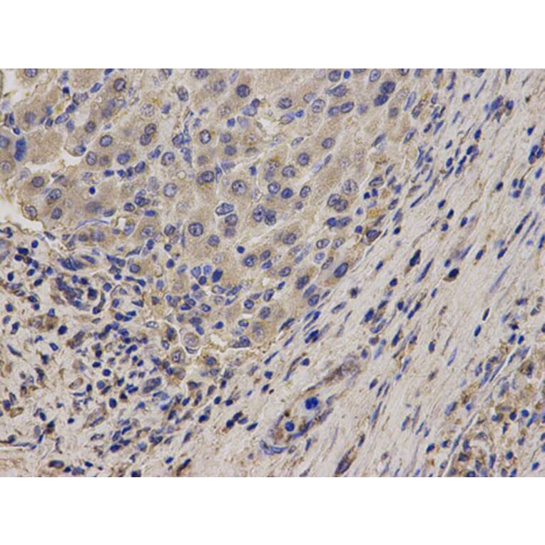 Immunohistochemistry - NDRG2 Antibody from Signalway Antibody (32769) - Antibodies.com