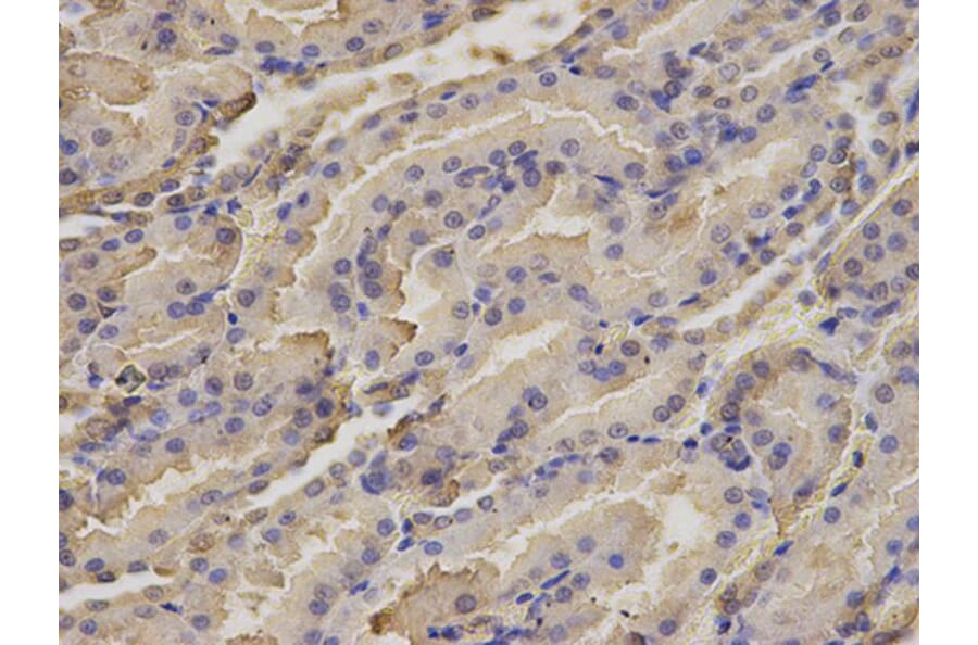 Immunohistochemistry - NDRG2 Antibody from Signalway Antibody (32769) - Antibodies.com