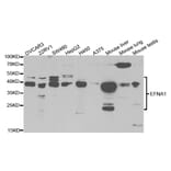Western blot - EFNA1 Antibody from Signalway Antibody (32783) - Antibodies.com