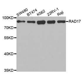 Western blot - RAD17 Antibody from Signalway Antibody (32799) - Antibodies.com