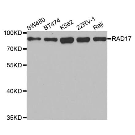 Western blot - RAD17 Antibody from Signalway Antibody (32799) - Antibodies.com