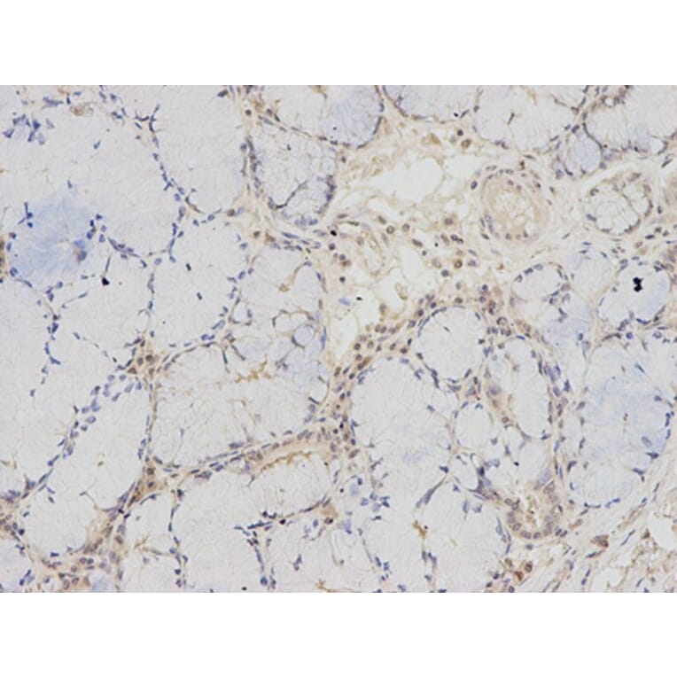 Immunohistochemistry - PSMC6 Antibody from Signalway Antibody (32815) - Antibodies.com
