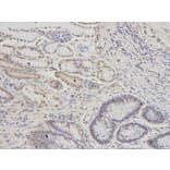 Immunohistochemistry - PSMC6 Antibody from Signalway Antibody (32815) - Antibodies.com