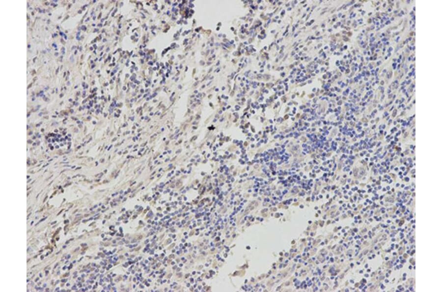 Immunohistochemistry - PSMC6 Antibody from Signalway Antibody (32815) - Antibodies.com