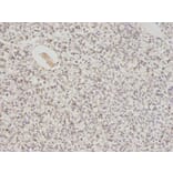 Immunohistochemistry - PSMC6 Antibody from Signalway Antibody (32815) - Antibodies.com