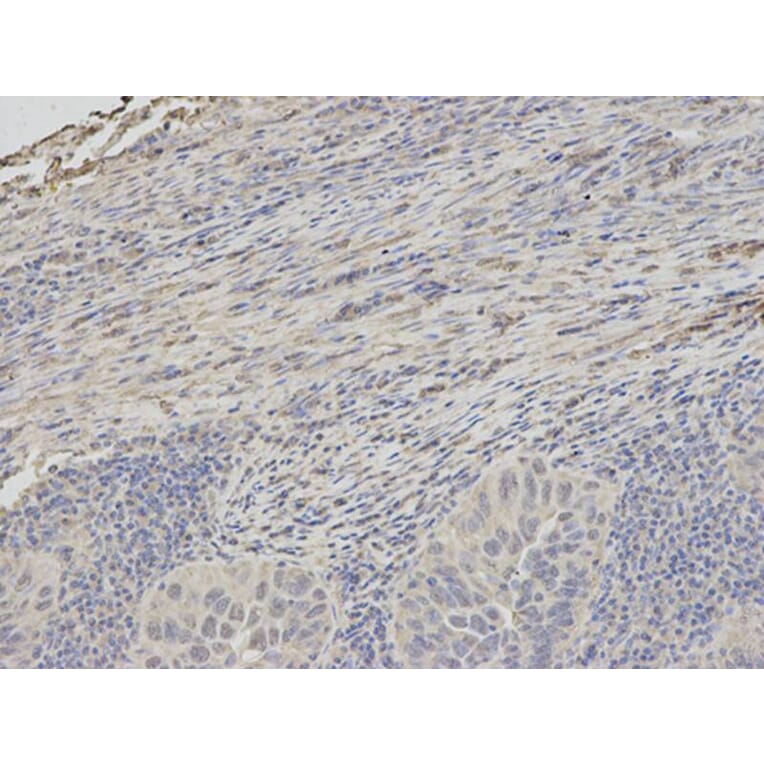 Immunohistochemistry - PSMC6 Antibody from Signalway Antibody (32815) - Antibodies.com