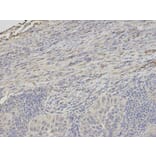 Immunohistochemistry - PSMC6 Antibody from Signalway Antibody (32815) - Antibodies.com