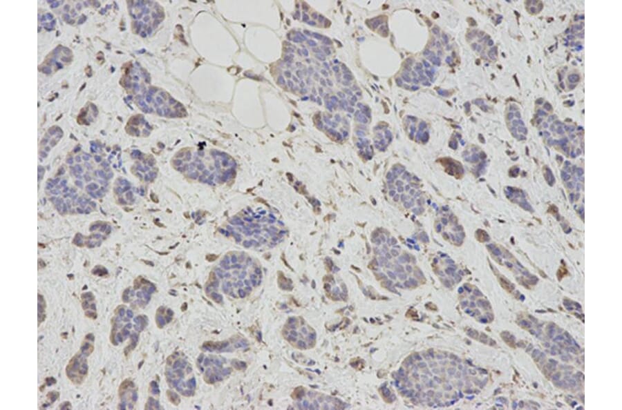Immunohistochemistry - PSMC6 Antibody from Signalway Antibody (32815) - Antibodies.com
