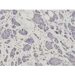 Immunohistochemistry - PSMC6 Antibody from Signalway Antibody (32815) - Antibodies.com