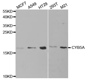 Western blot - CYB5A Antibody from Signalway Antibody (32830) - Antibodies.com