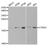 Western blot - CYB5A Antibody from Signalway Antibody (32830) - Antibodies.com