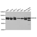 Western blot - NDC80 Antibody from Signalway Antibody (32838) - Antibodies.com