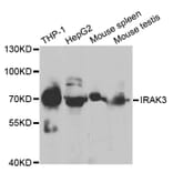 Western blot - IRAK3 Antibody from Signalway Antibody (32867) - Antibodies.com