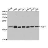 Western blot - NUDT1 Antibody from Signalway Antibody (32872) - Antibodies.com