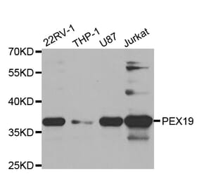 Western blot - PEX19 Antibody from Signalway Antibody (32874) - Antibodies.com