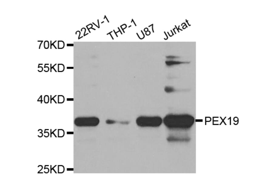 Western blot - PEX19 Antibody from Signalway Antibody (32874) - Antibodies.com