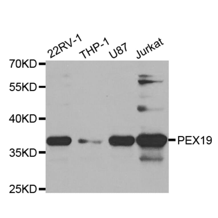 Western blot - PEX19 Antibody from Signalway Antibody (32874) - Antibodies.com