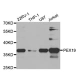 Western blot - PEX19 Antibody from Signalway Antibody (32874) - Antibodies.com