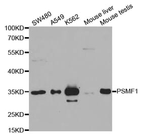 Western blot - PSMF1 Antibody from Signalway Antibody (32905) - Antibodies.com
