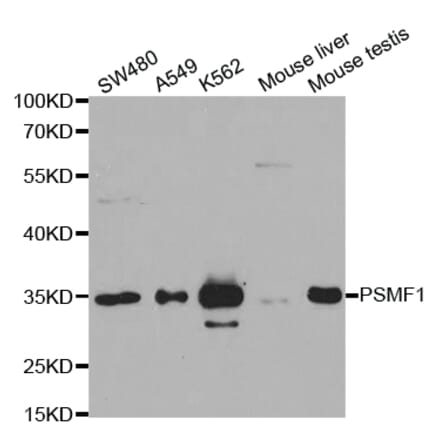 Western blot - PSMF1 Antibody from Signalway Antibody (32905) - Antibodies.com