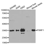 Western blot - PSMF1 Antibody from Signalway Antibody (32905) - Antibodies.com