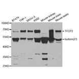 Western blot - TFCP2 Antibody from Signalway Antibody (32906) - Antibodies.com