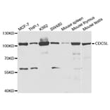 Western blot - CDC5L Antibody from Signalway Antibody (32911) - Antibodies.com