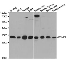 Western blot - PSME2 Antibody from Signalway Antibody (32913) - Antibodies.com
