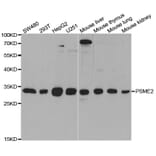 Western blot - PSME2 Antibody from Signalway Antibody (32913) - Antibodies.com