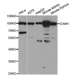 Western blot - ICAM1 Antibody from Signalway Antibody (32918) - Antibodies.com