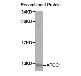 Western blot - APOC1 Antibody from Signalway Antibody (32934) - Antibodies.com