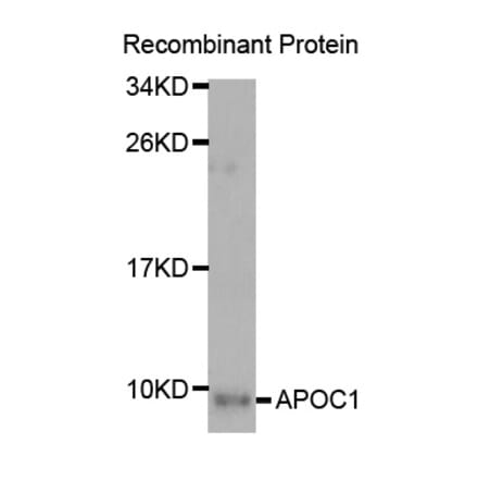 Western blot - APOC1 Antibody from Signalway Antibody (32934) - Antibodies.com