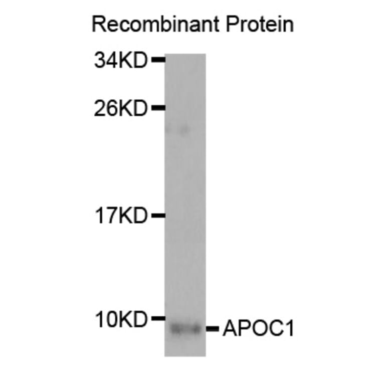 Western blot - APOC1 Antibody from Signalway Antibody (32934) - Antibodies.com