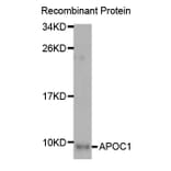 Western blot - APOC1 Antibody from Signalway Antibody (32934) - Antibodies.com