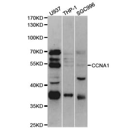 Western blot - CCNA1 Antibody from Signalway Antibody (32936) - Antibodies.com