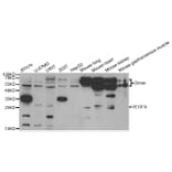 Western blot - VEGFA Antibody from Signalway Antibody (32988) - Antibodies.com