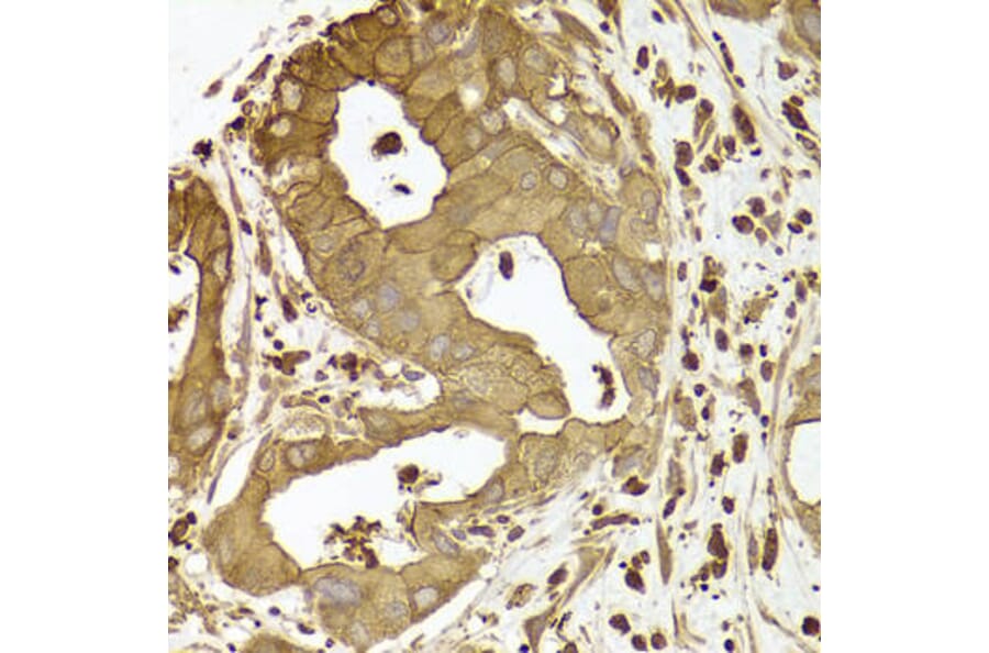 Immunohistochemistry - ACTR2 Antibody from Signalway Antibody (33001) - Antibodies.com