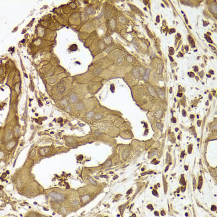Immunohistochemistry - ACTR2 Antibody from Signalway Antibody (33001) - Antibodies.com