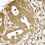 Immunohistochemistry - ACTR2 Antibody from Signalway Antibody (33001) - Antibodies.com