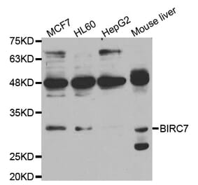 Western blot - BIRC7 Antibody from Signalway Antibody (33003) - Antibodies.com