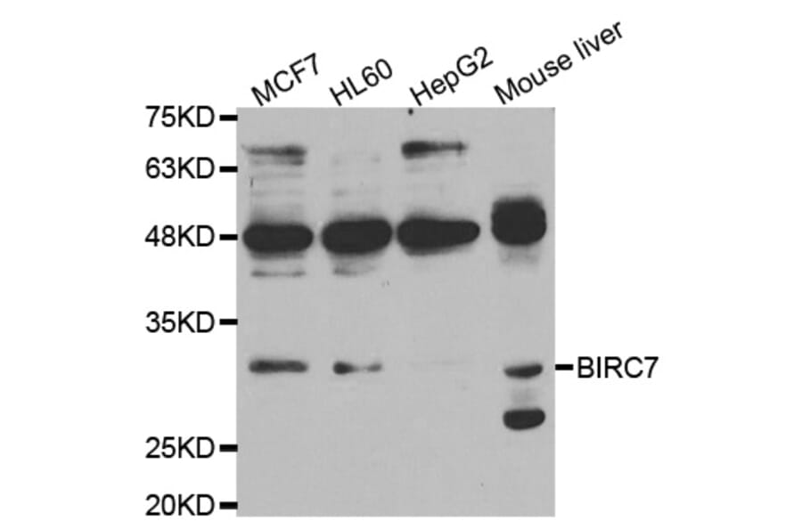 Western blot - BIRC7 Antibody from Signalway Antibody (33003) - Antibodies.com
