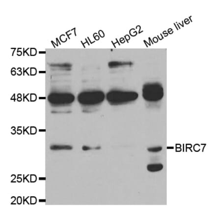 Western blot - BIRC7 Antibody from Signalway Antibody (33003) - Antibodies.com