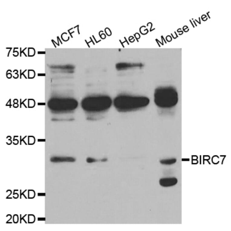 Western blot - BIRC7 Antibody from Signalway Antibody (33003) - Antibodies.com