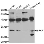 Western blot - BIRC7 Antibody from Signalway Antibody (33003) - Antibodies.com