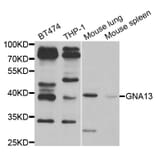 Western blot - GNA13 Antibody from Signalway Antibody (33012) - Antibodies.com