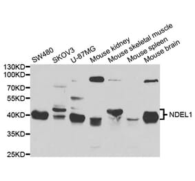 Western blot - NDEL1 Antibody from Signalway Antibody (33038) - Antibodies.com