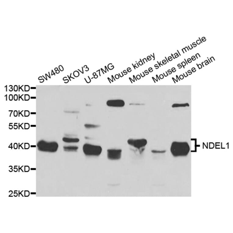 Western blot - NDEL1 Antibody from Signalway Antibody (33038) - Antibodies.com