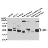 Western blot - NDEL1 Antibody from Signalway Antibody (33038) - Antibodies.com