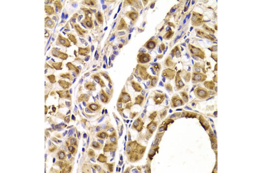 Immunohistochemistry - SEPT2 Antibody from Signalway Antibody (33053) - Antibodies.com