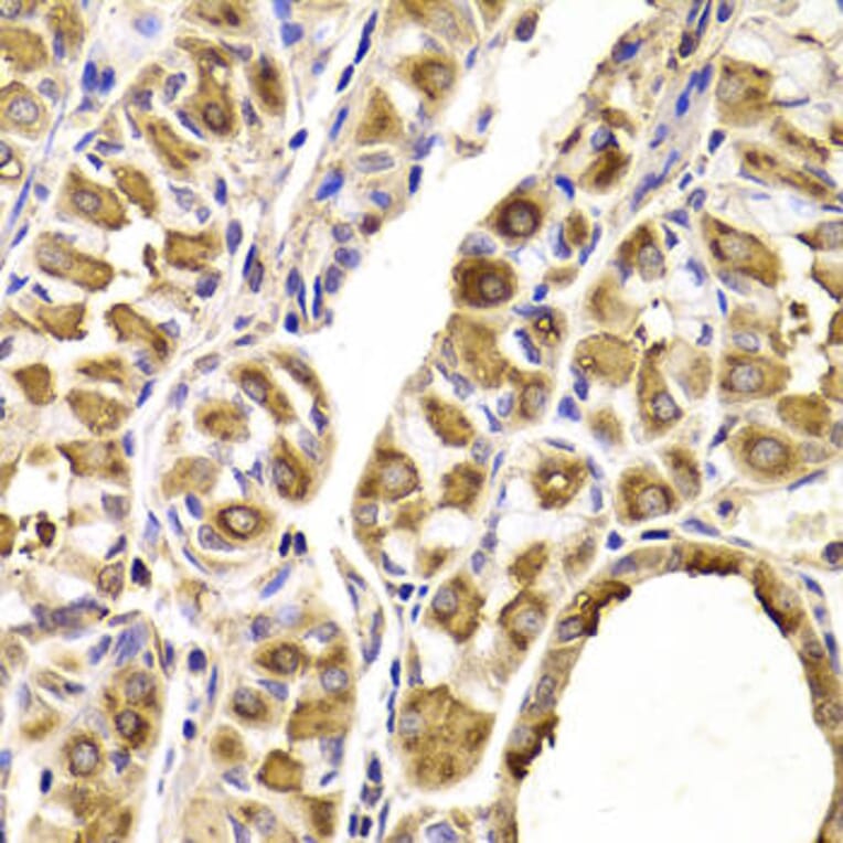 Immunohistochemistry - SEPT2 Antibody from Signalway Antibody (33053) - Antibodies.com